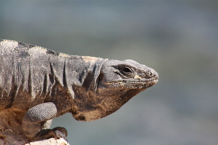 Wildlife tropical reptile iguana Photo