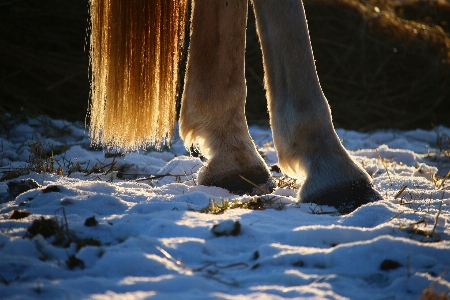 Foto árvore natureza neve inverno