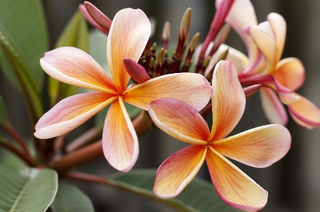 Water nature blossom plant Photo