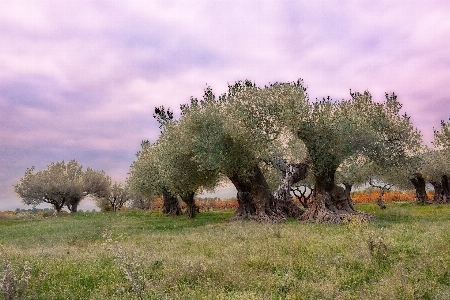 Manzara ağaç bitki çiçek Fotoğraf