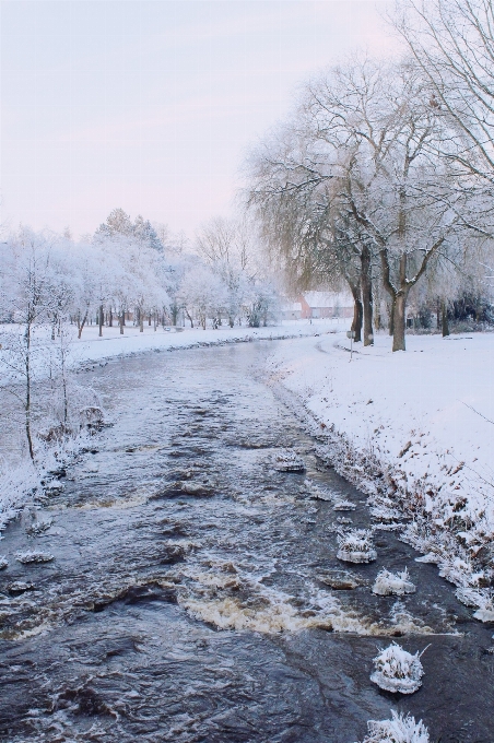 Paisagem árvore natureza neve