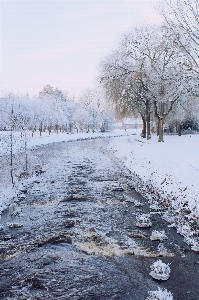 Landscape tree nature snow Photo