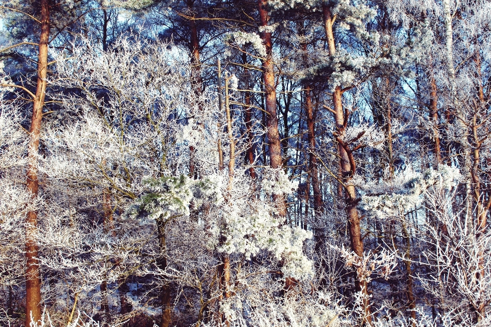 風景 木 自然 森