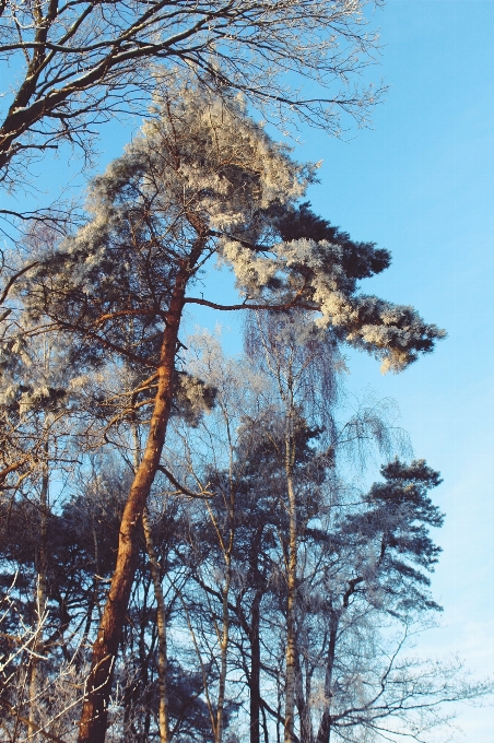 風景 木 自然 森