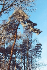 Landscape tree nature forest Photo