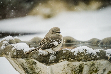 Water nature snow winter Photo