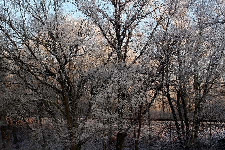 Landscape tree nature forest Photo