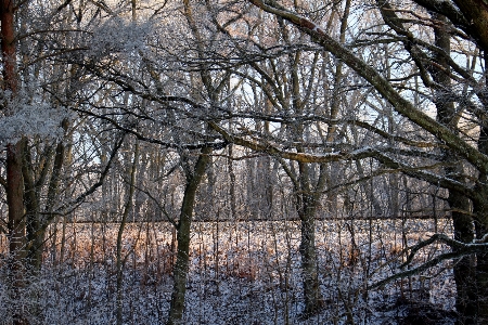 Landscape tree nature forest Photo