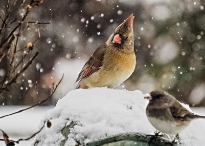 Nature branch snow winter Photo