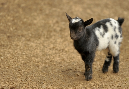 Foto Natureza animal cabra jardim zoológico