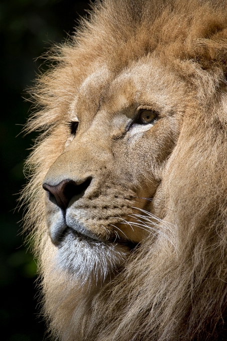 Tier tierwelt wild zoo