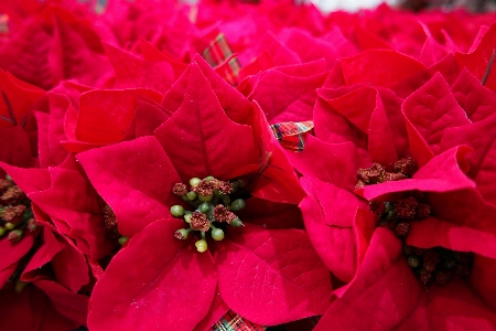 Blossom plant leaf flower Photo