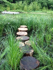 Zdjęcie Krajobraz natura ścieżka trawa