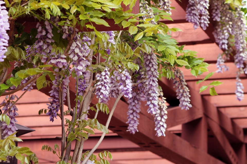 Natura pianta fiore primavera