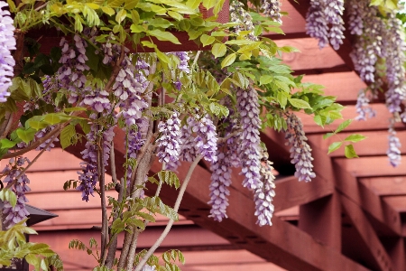 Photo Nature usine fleur printemps