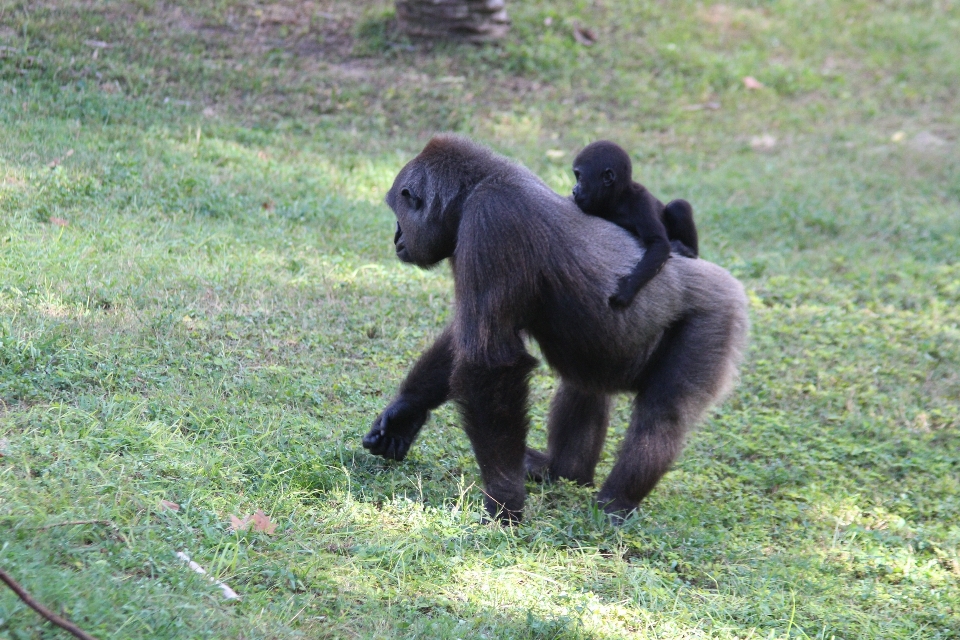 野生动物 动物园 哺乳动物 fauna