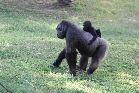 Foto Margasatwa kebun binatang mamalia fauna