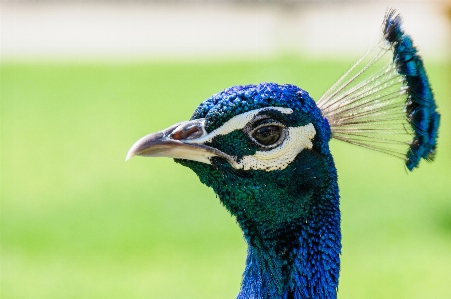 Foto Alam burung satwa margasatwa