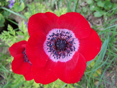 Foto Planta flor pétalo rojo