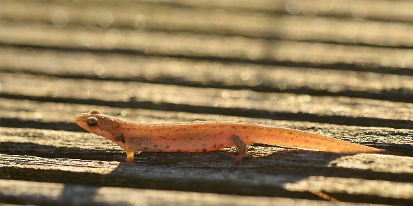 Photo Nature bois soleil lumière du