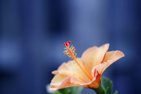 自然 花 植物 白 写真