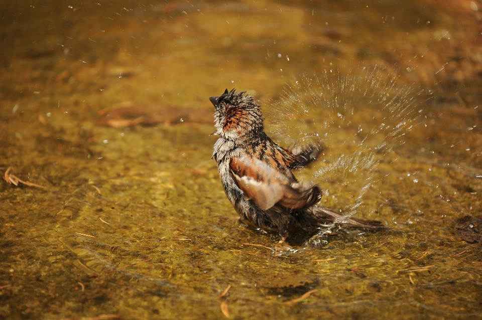 Acqua natura uccello bagnato