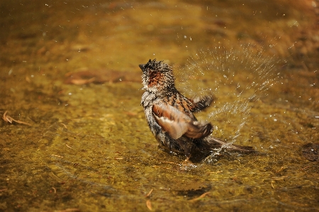 水 自然 鳥 濡れた 写真