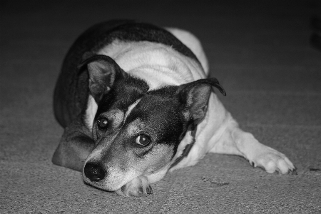 Black and white puppy dog Photo