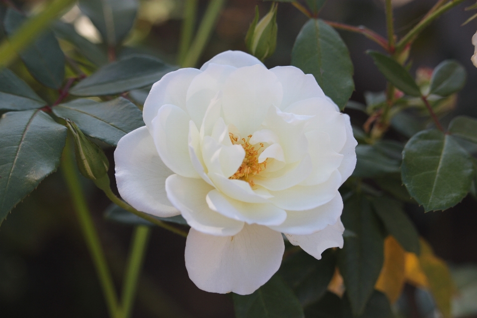 Nature blossom plant white