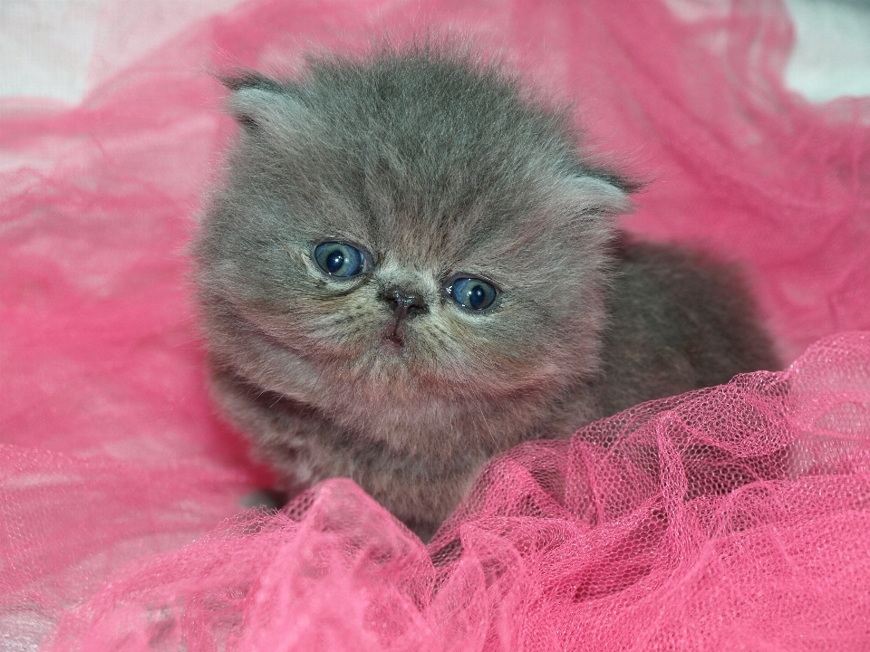 Cucciolo carino gattino gatto