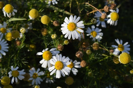 Foto Alam tanaman bidang padang rumput
