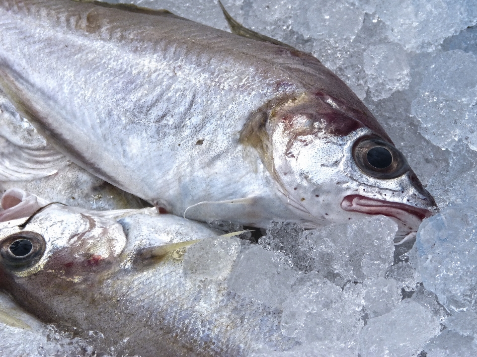 Makanan ikan sarden
 bas