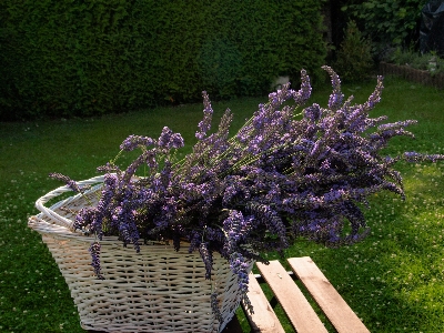 Foto Albero fiore pianta viola