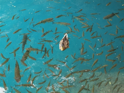 水 湖 水中 生物学 写真