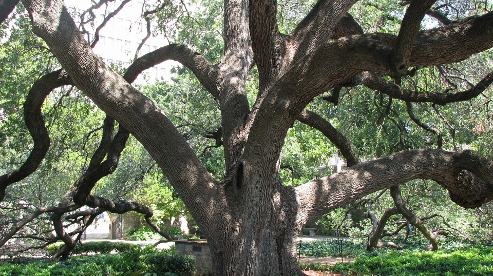 Baum zweig anlage blume