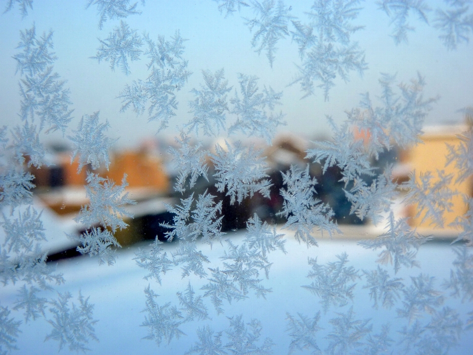 Tree branch snow cold