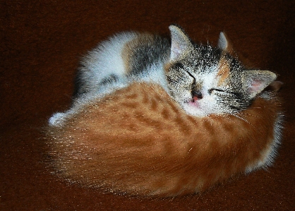 Foto Doce gatinho gato dormindo