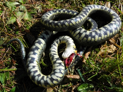 自然 森 野生動物 密林 写真