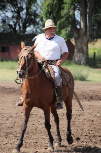 Foto Cavaliere cavallo frenare
 stallone