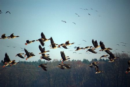 Foto Invierno pájaro ala mañana