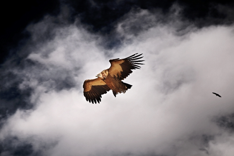 Bird wing cloud sky