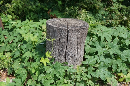 Foto Pohon tanaman halaman rumput daun