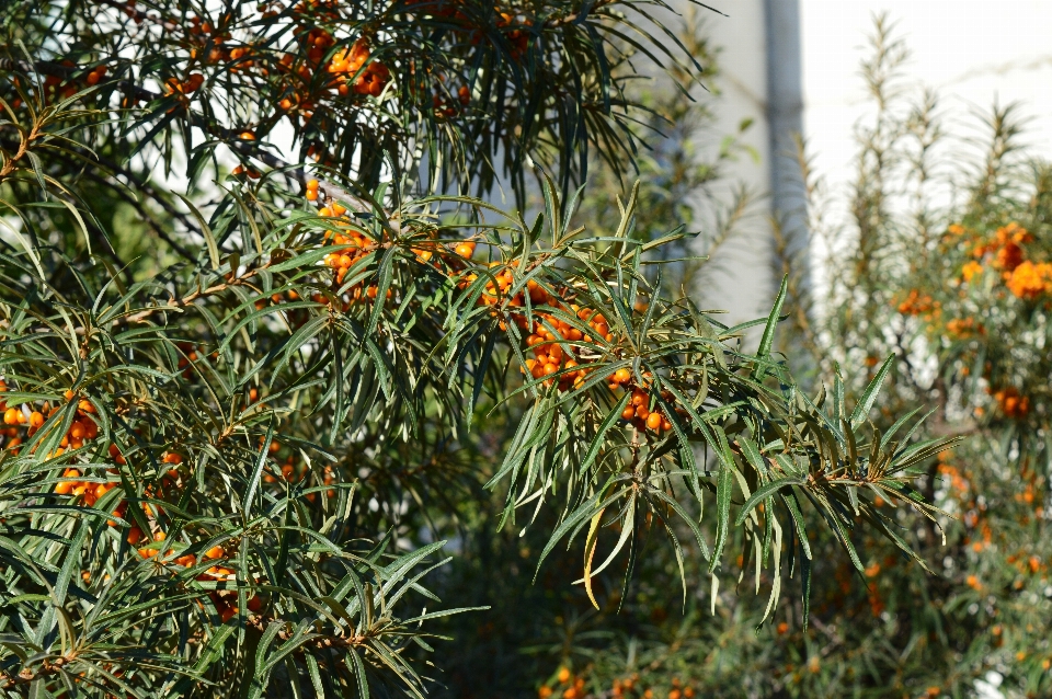 Tree nature branch plant