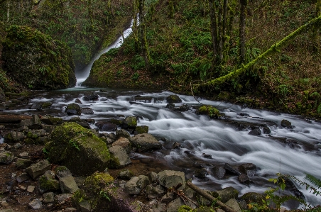 Landscape water nature forest Photo