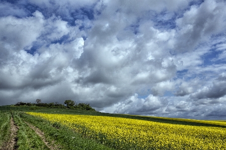 風景 自然 草 地平線 写真