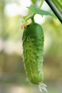 植物 葉 花 食べ物 写真