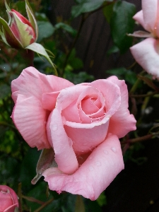 Plant flower petal bloom Photo