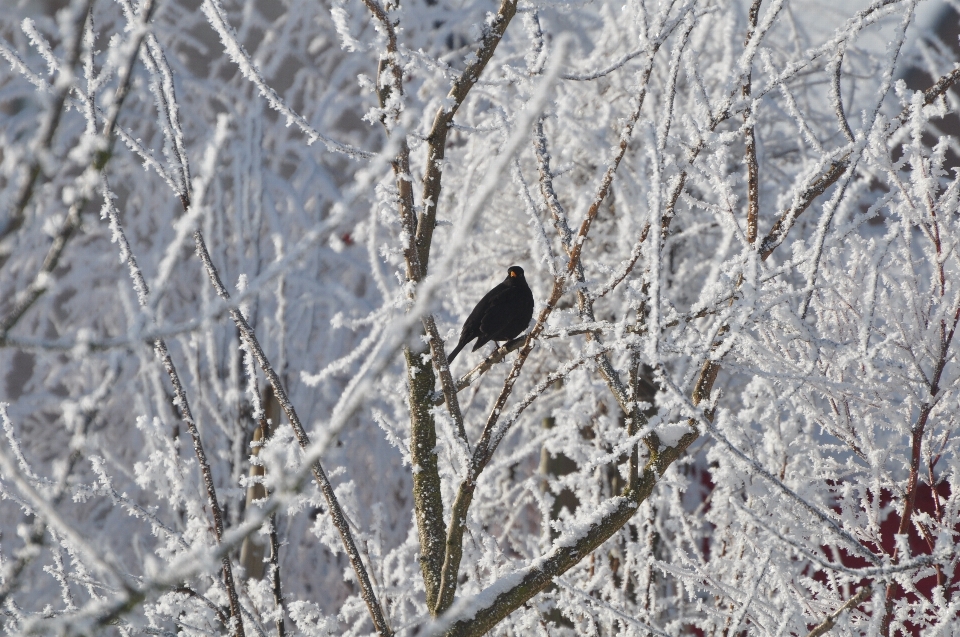 Tree nature branch snow