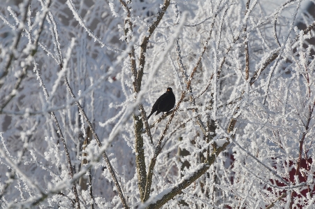 Tree nature branch snow Photo