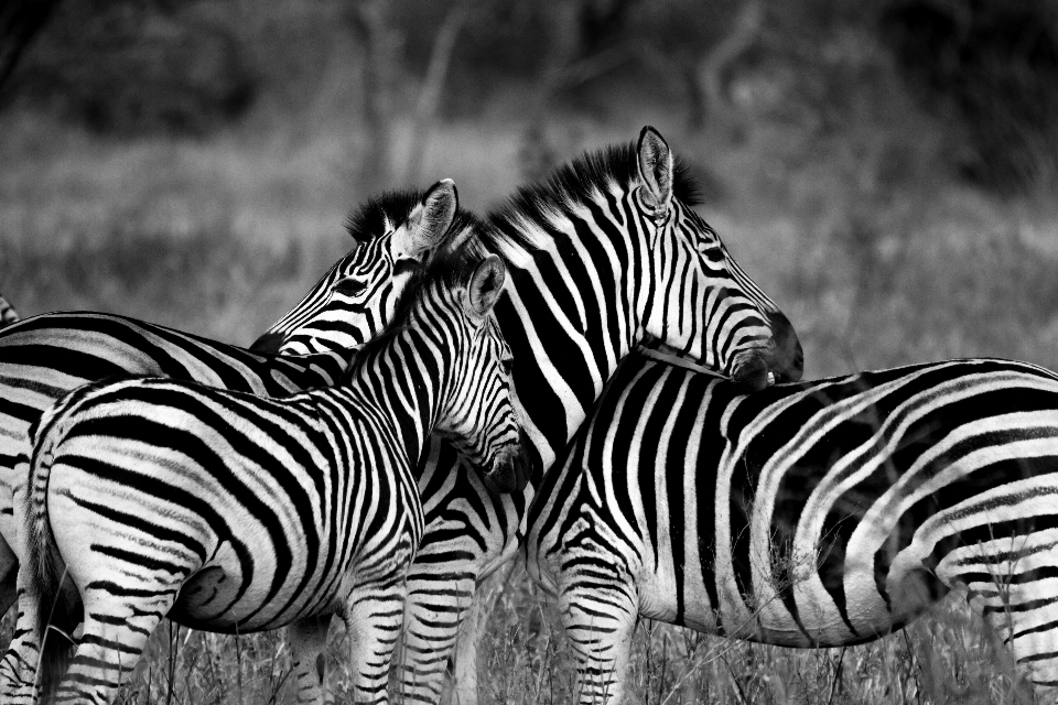 Bianco e nero
 fotografia animale animali selvatici